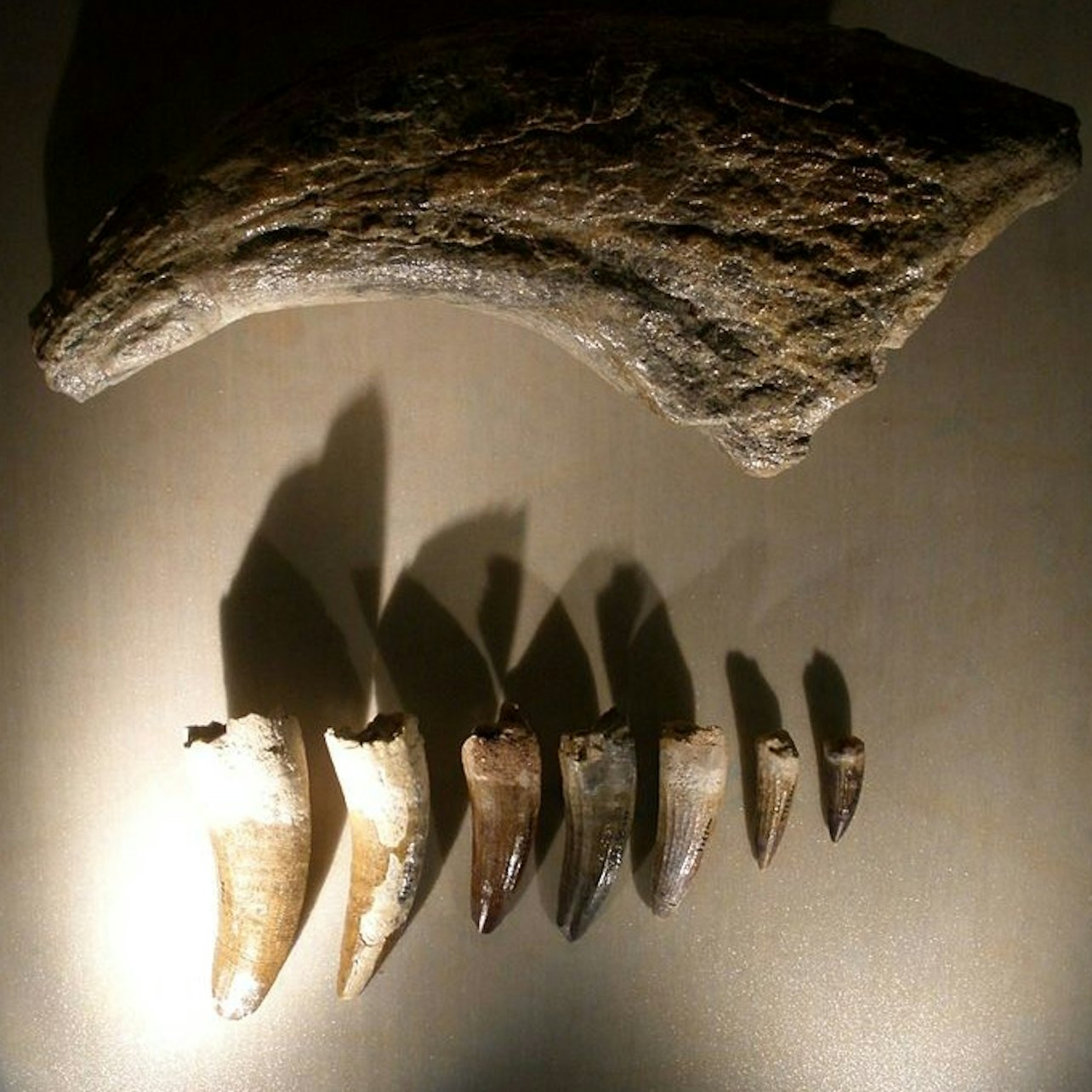 Natural History Museum (Museo di Storia Naturale): Entry ticket — gallery 3