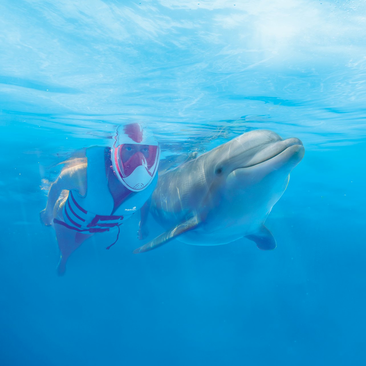 Delphinus Xcaret: Entry Ticket + Transfers + Swim with Dolphins