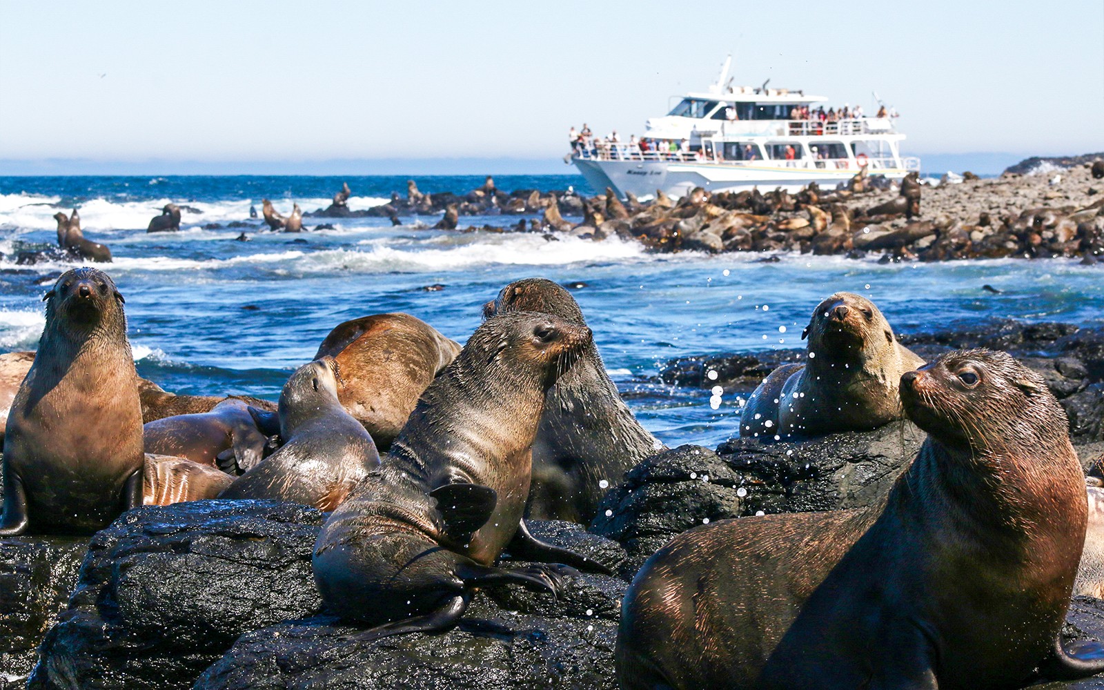 Seal Watching Afternoon Cruise at Phillip Island — gallery 1
