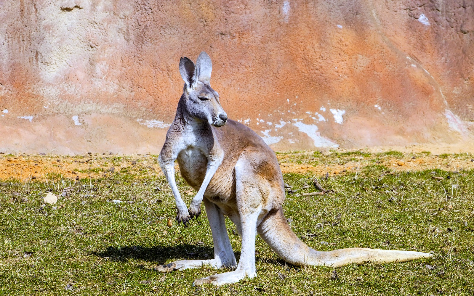 From Melbourne: Puffing Billy & Healesville Sanctuary Scenic Tour with Transfers — gallery 4