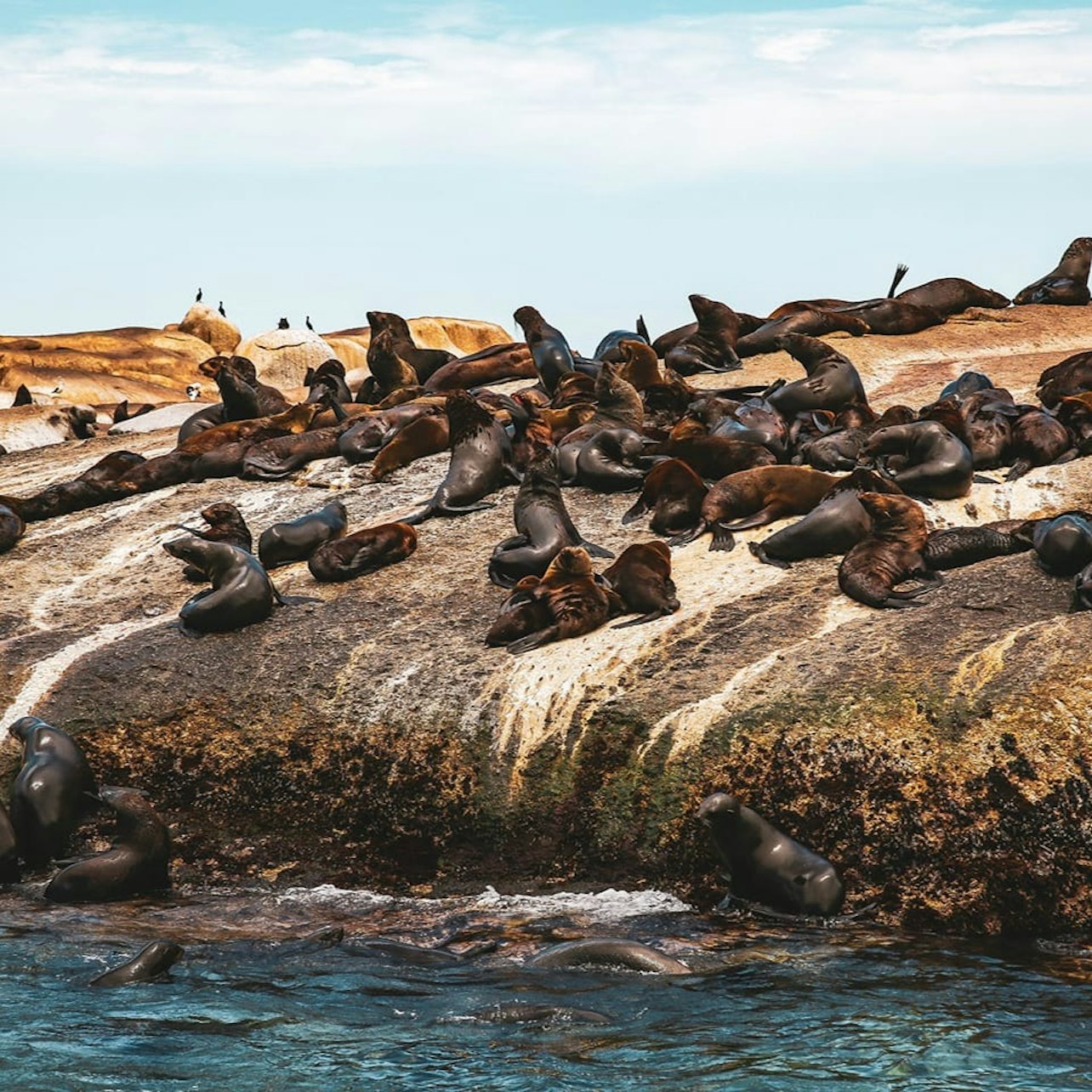 Duiker Island: Seal Sightseeing Cruise