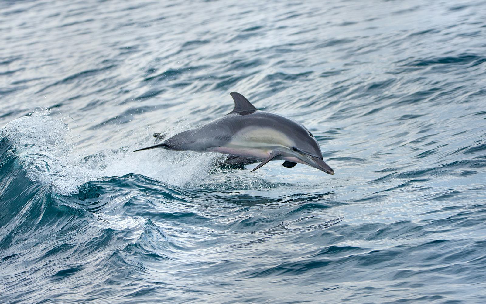 Los Angeles Whale Watching & Dolphin Tour