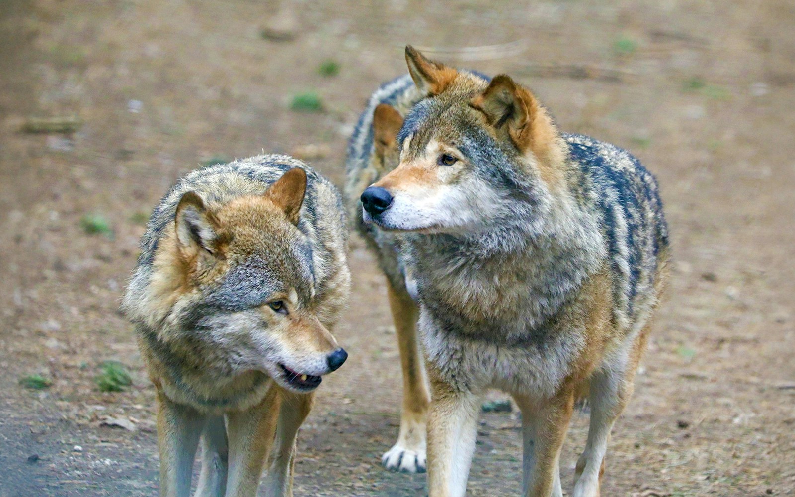 Highland Wildlife Park Entrance Tickets — main image