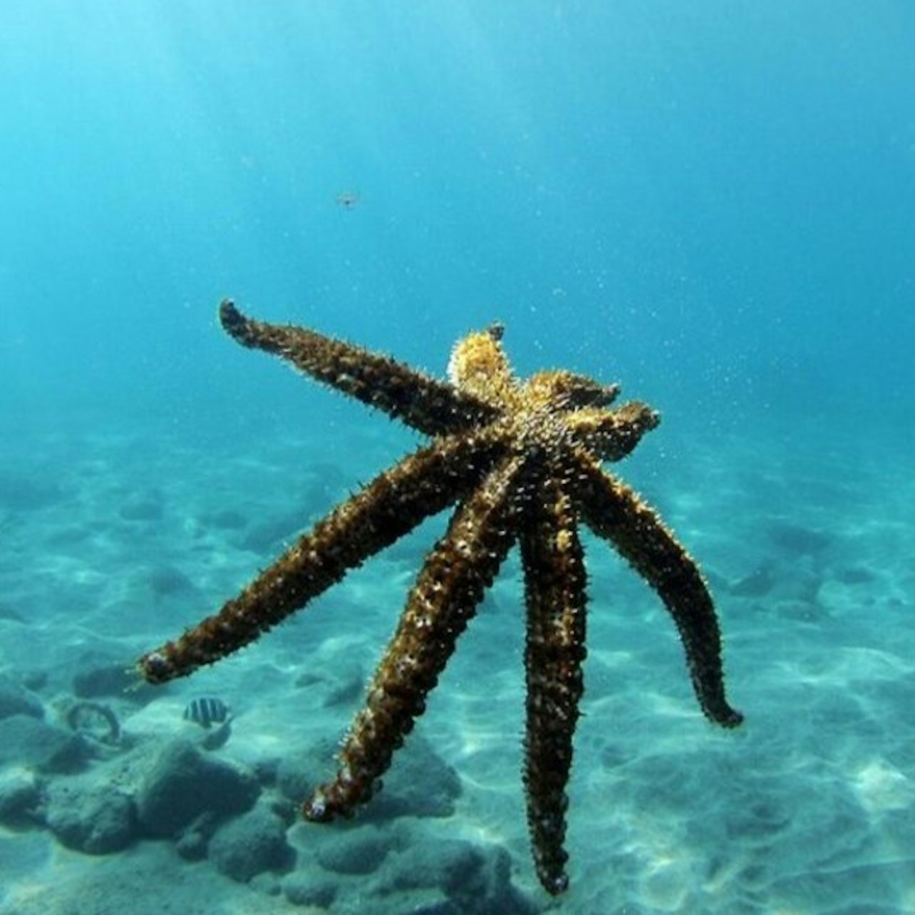 Los Cristianos: Guided Diving Class