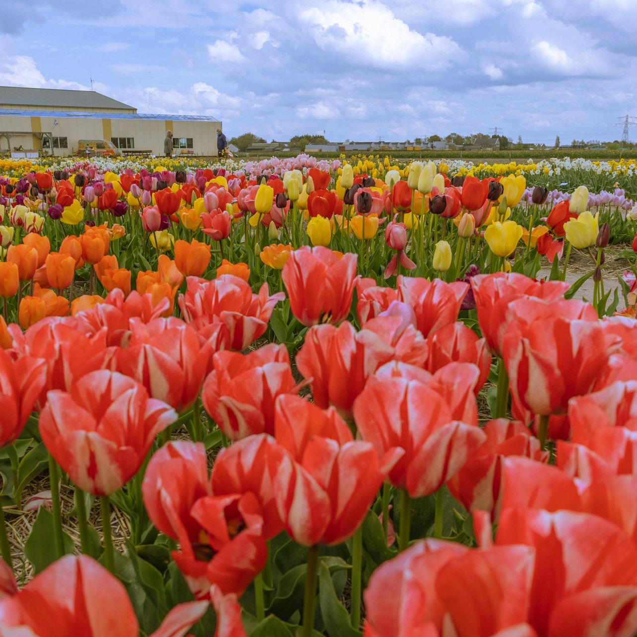 Amsterdam: Tulip Farm Entry + Flower Parade + Transport