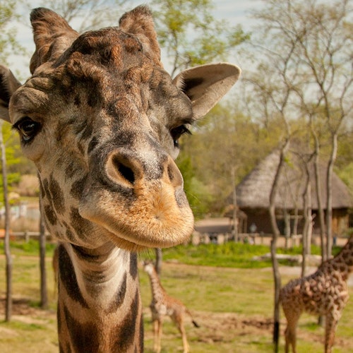 Amnéville Zoo: Eintritt mit Schnelleinlass — gallery 1