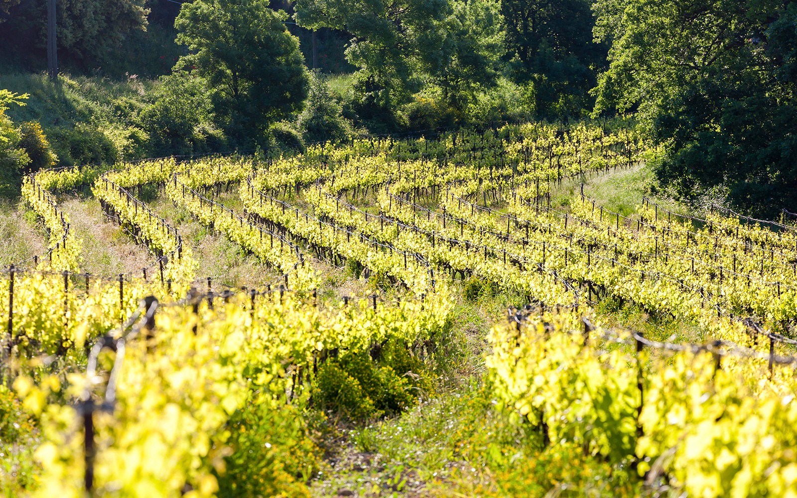 From Marseille: Full-Day Tour of Provence