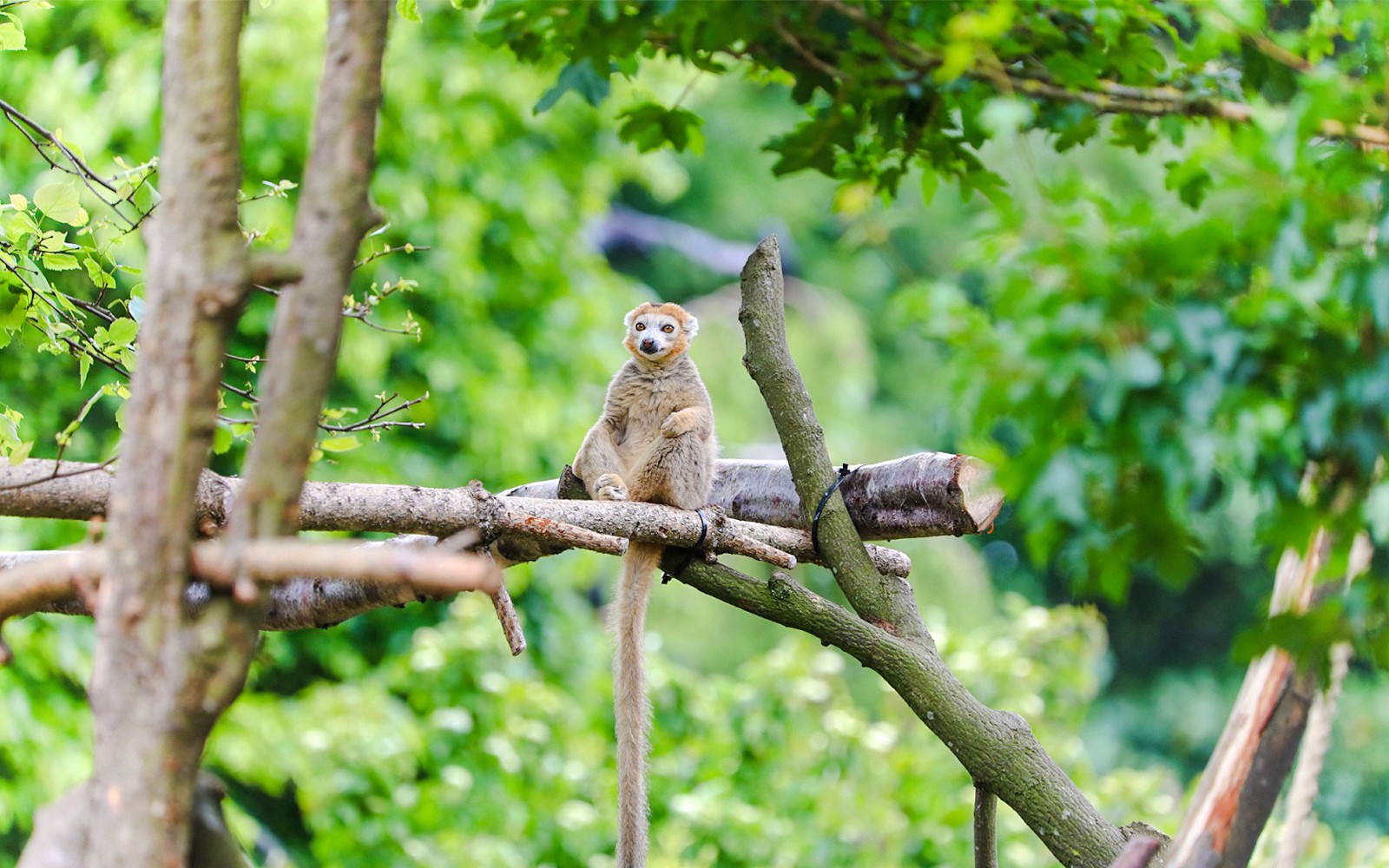Edinburgh Zoo Entrance Tickets