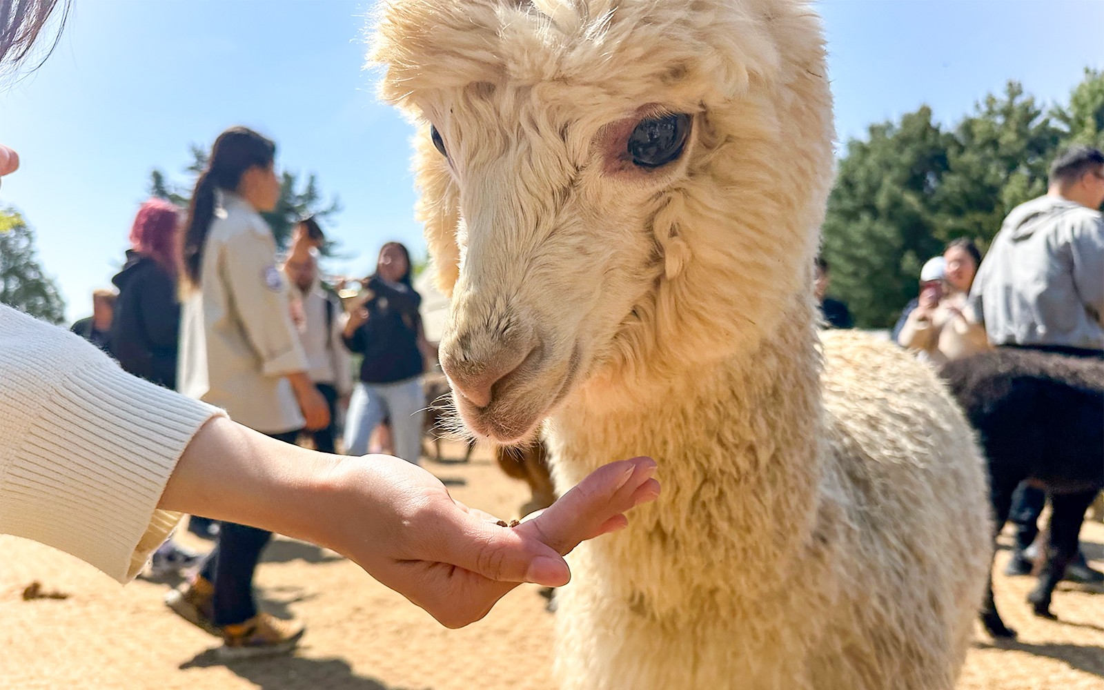 Nami Island Wildlife Exploration Day Tour with Alpaca World 