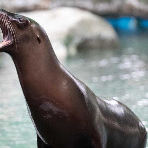 Audubon Zoo: Entry Ticket — gallery 2
