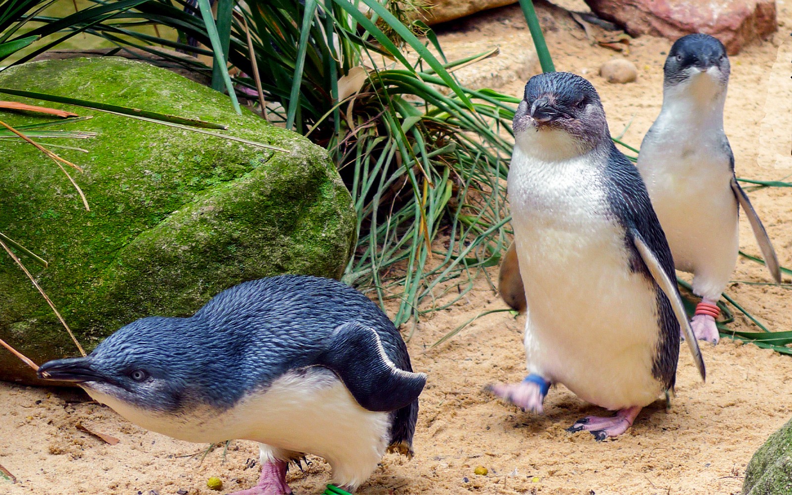 From Melbourne: Full-Day Guided Tour of Phillip Island Wildlife with Penguin Parade & Brighton Beach Boxes 