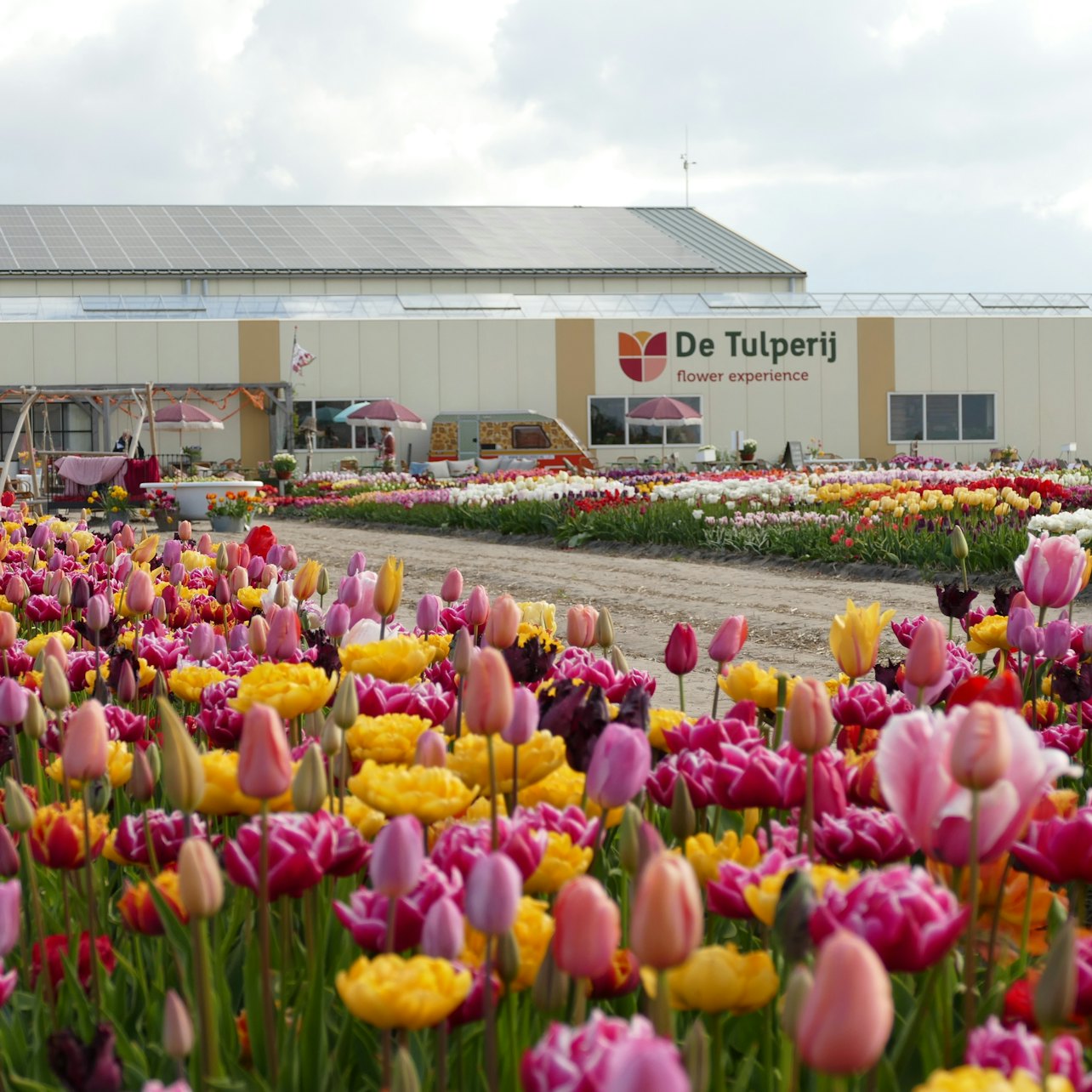Amsterdam: Tulip Farm Entry + Flower Parade + Transport