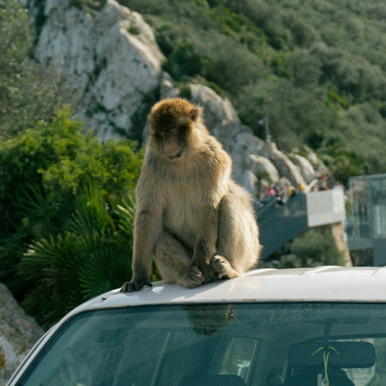 Gibraltar: Guided Day Tour from Seville