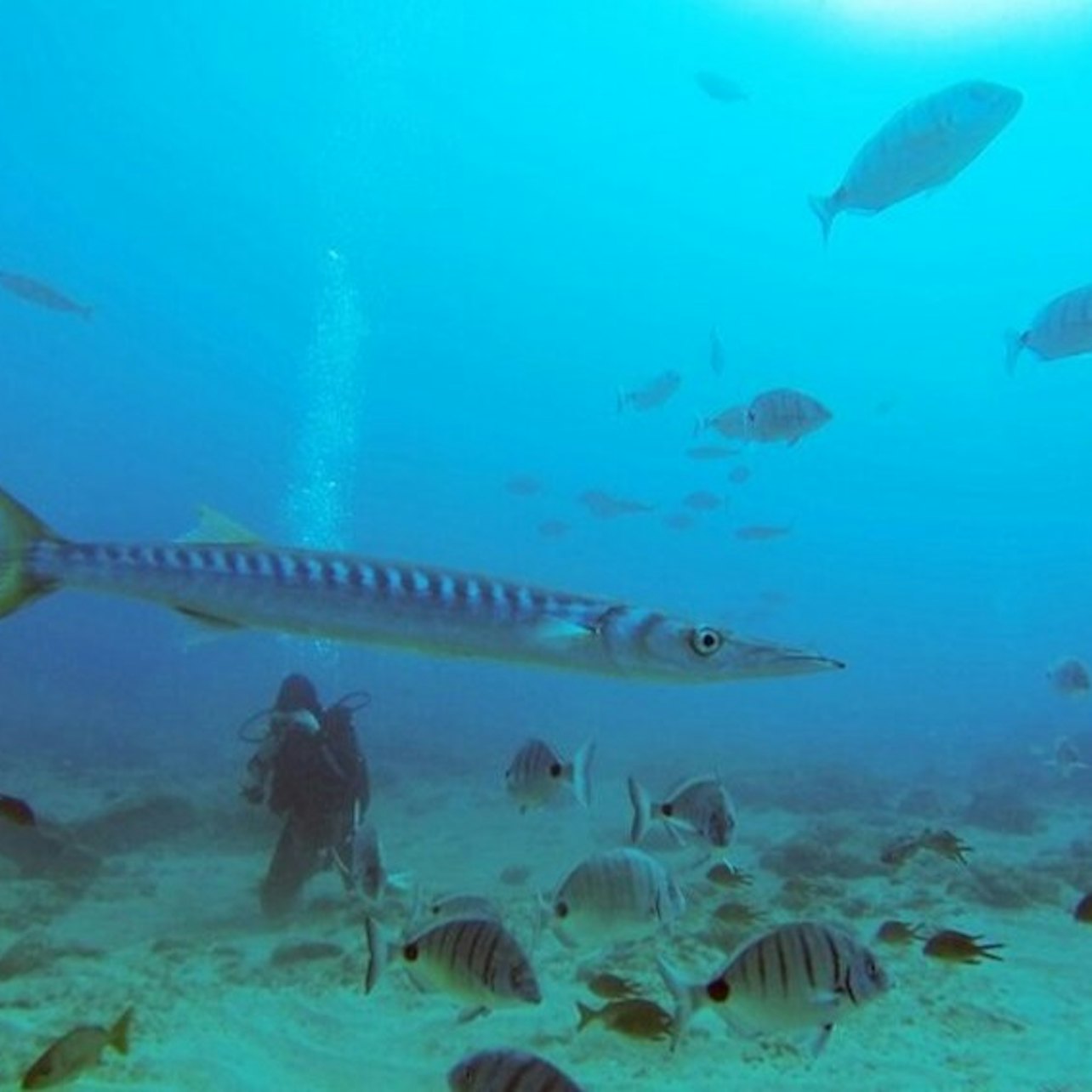 Los Cristianos: Guided Diving Class