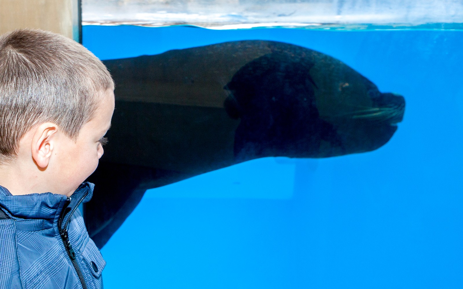 Gardaland Sea Life Aquarium Entry Tickets — gallery 3