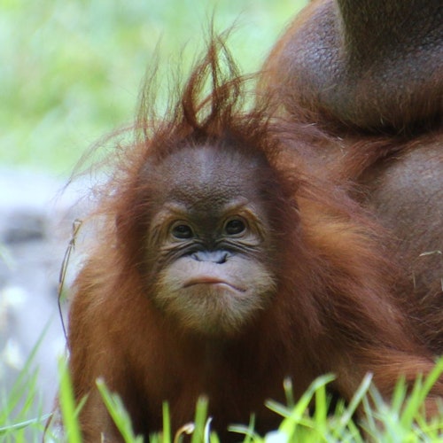 Zoo Atlanta: Entry Ticket