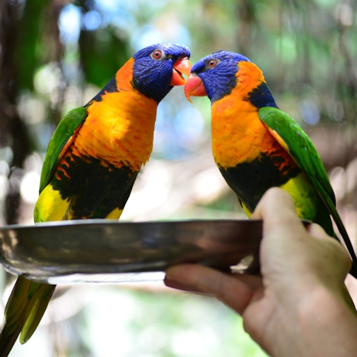 Port Douglas Wildlife Habitat — gallery 3