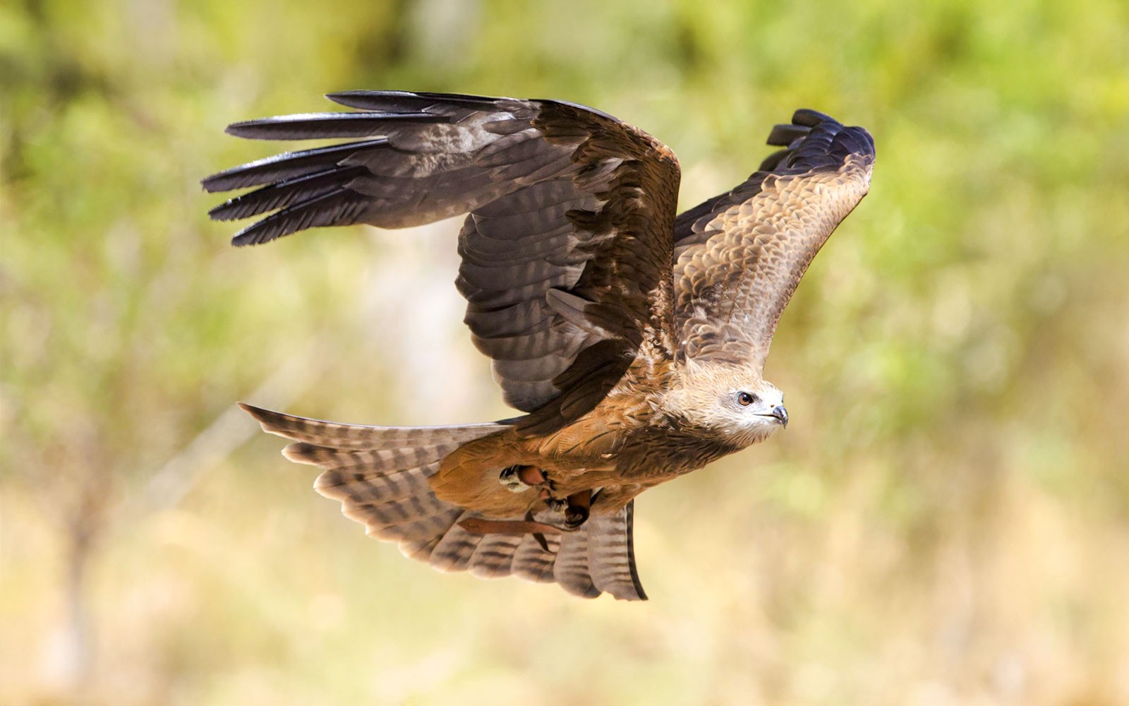 Margaret River: Capes Raptor Centre Tickets with Birds of Prey Show & Owl Photo