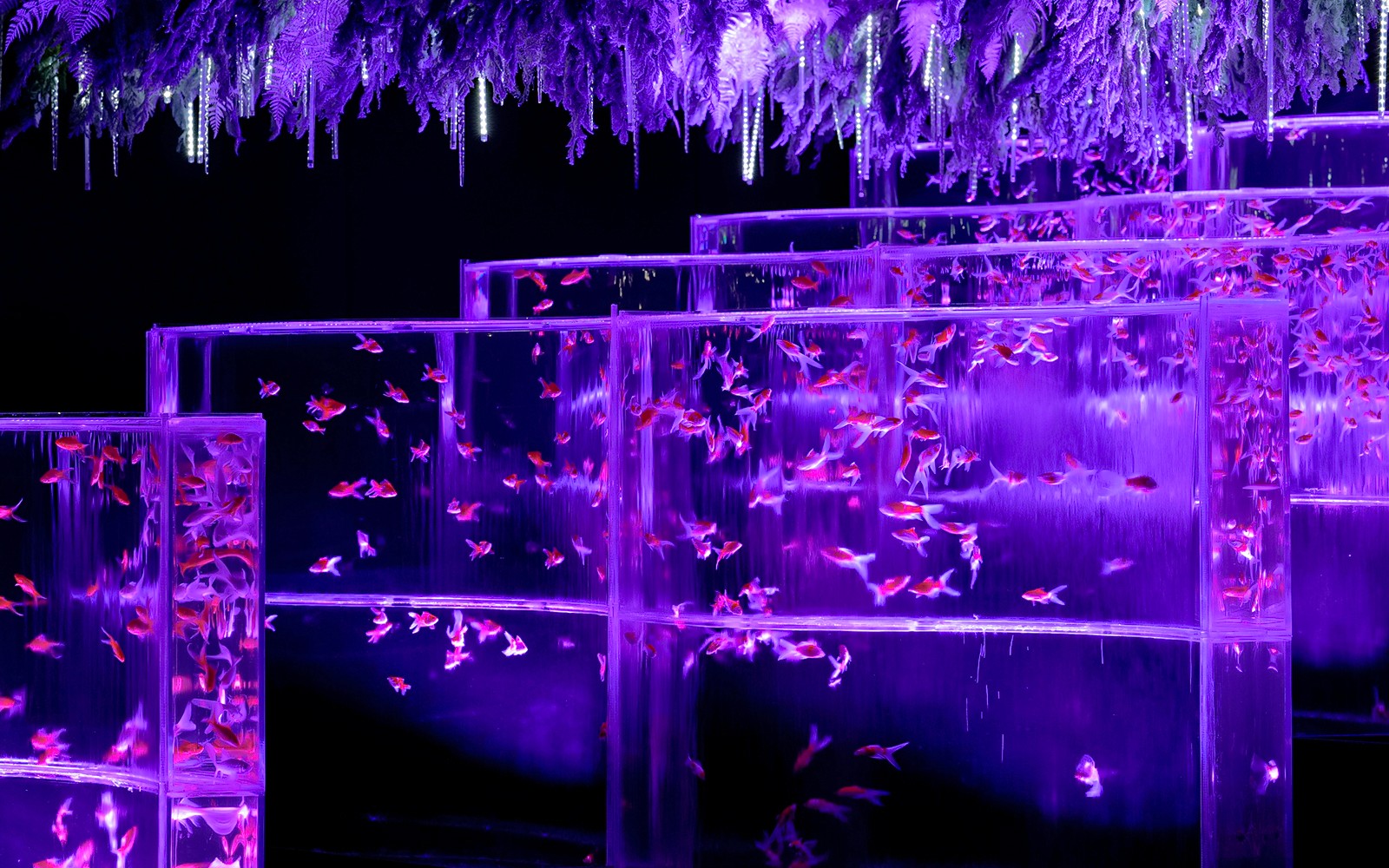 Art Aquarium Museum Ginza Tickets 