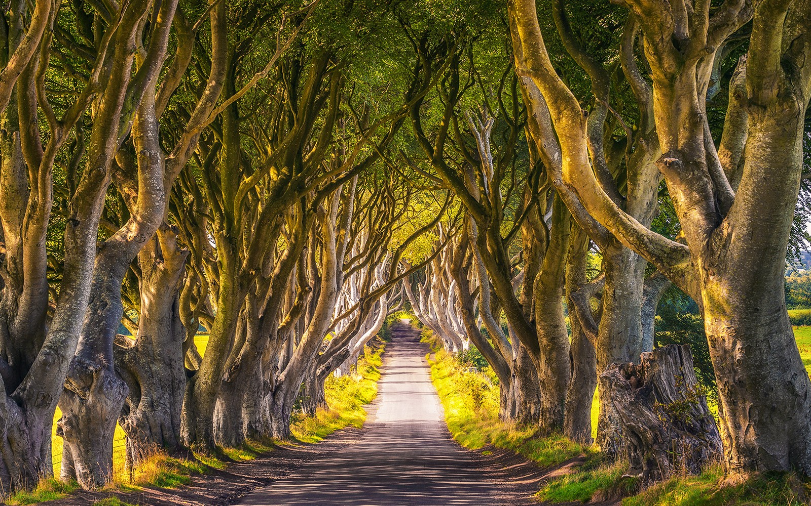 From Belfast: Giant's Causeway & Game of Thrones Film Locations Full-Day Tour — gallery 3