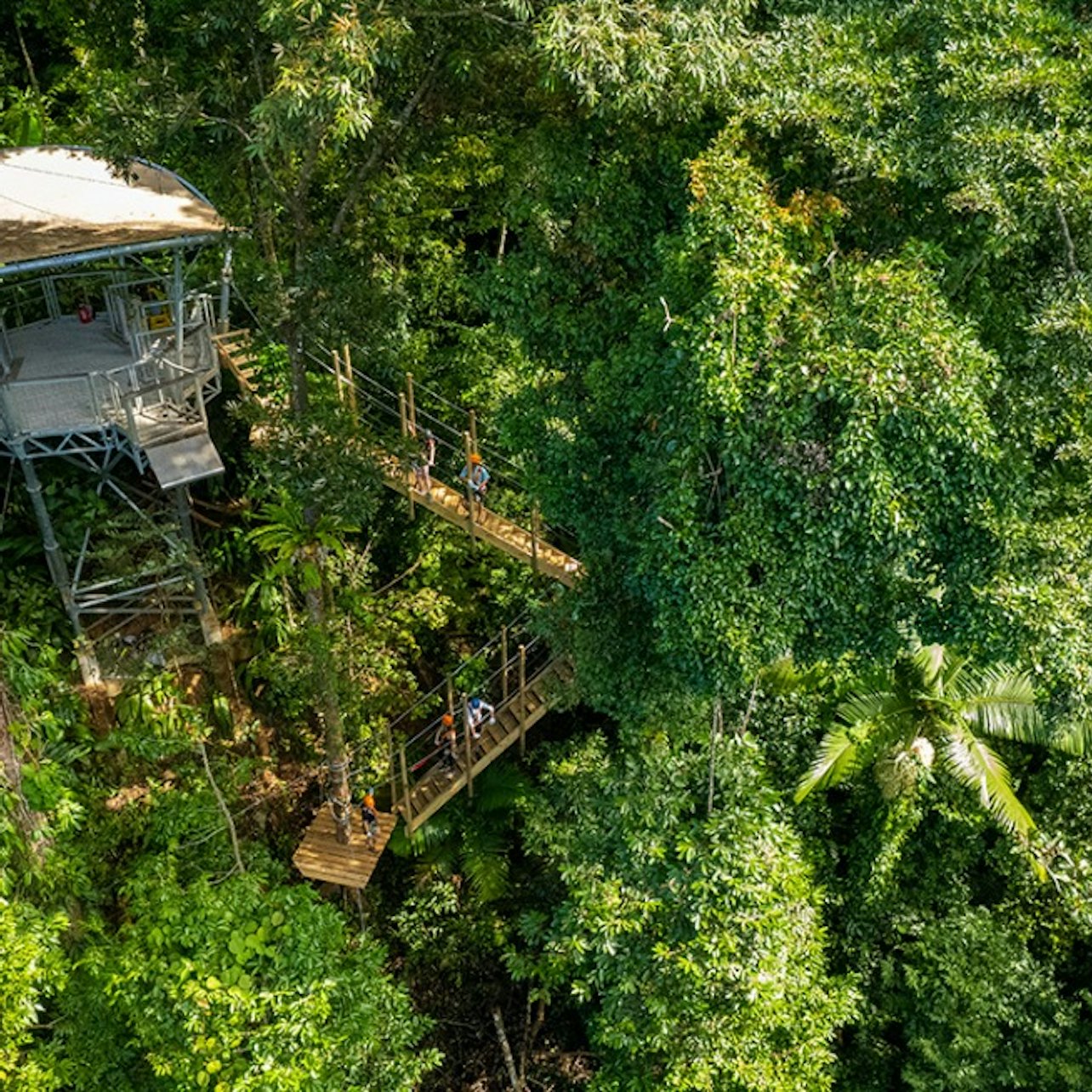 Treetops Adventure - Cape Tribulation