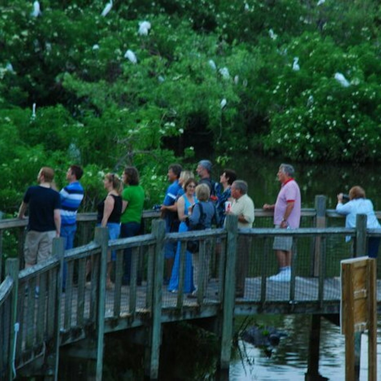 Gatorland Orlando: Gator Night Shine