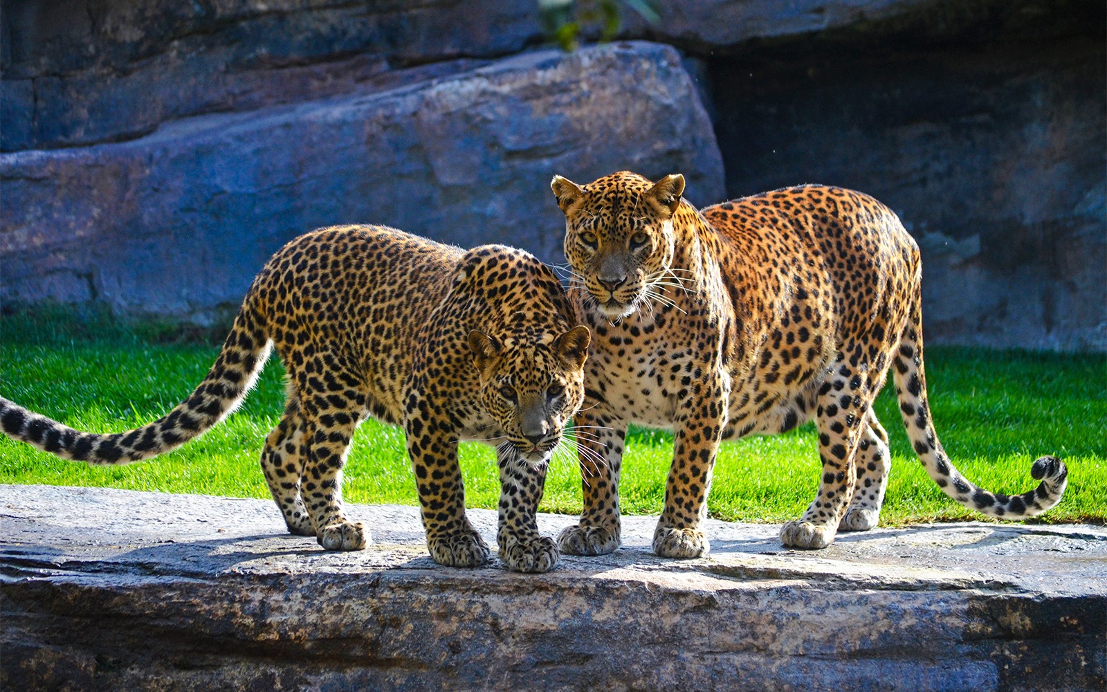 Bioparc Valencia Tickets