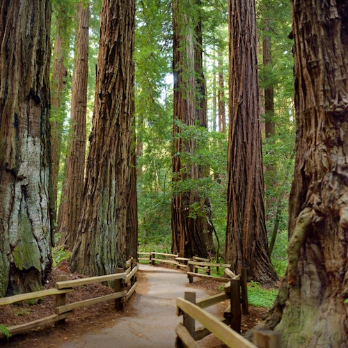 Wine Country & Armstrong Woods: Guided Tour from San Francisco + Tasting — gallery 2
