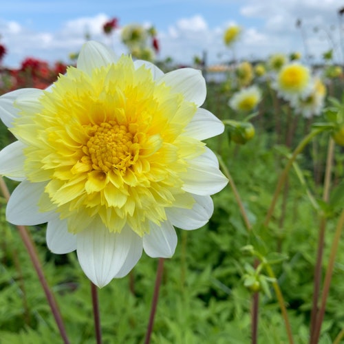 Bulb Region: Dahlia Gardens, Windmills & Castle Bike Tour — gallery 3