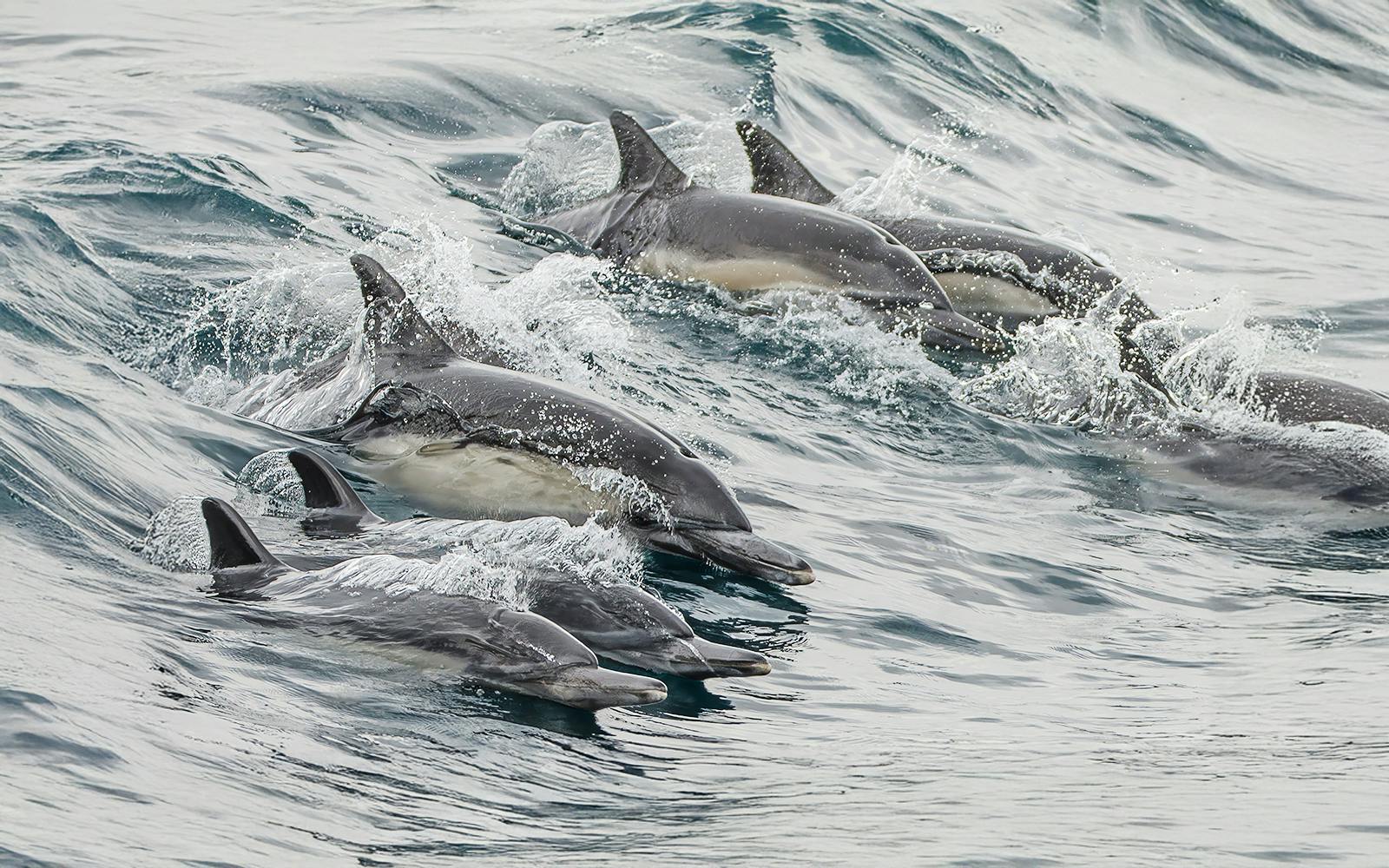 Long Beach Whale Watching and Dolphin Tour