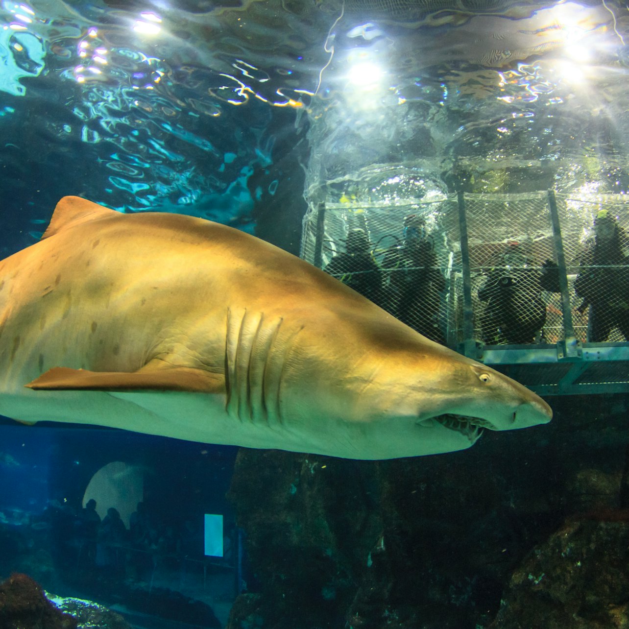 巴塞隆納動物園 + 水族館通行證 — gallery 3