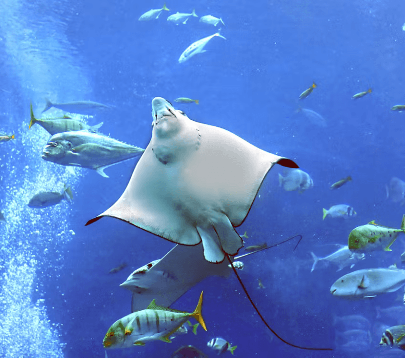 Dubai Aquarium & Underwater Zoo — gallery 4