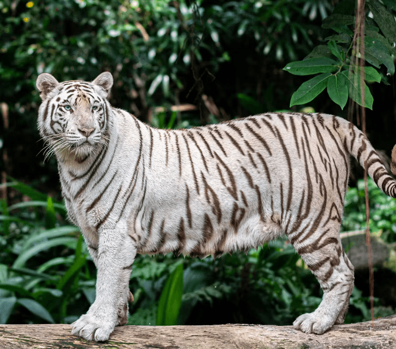 Bioparco - Zoo of Rome: Open Ticket