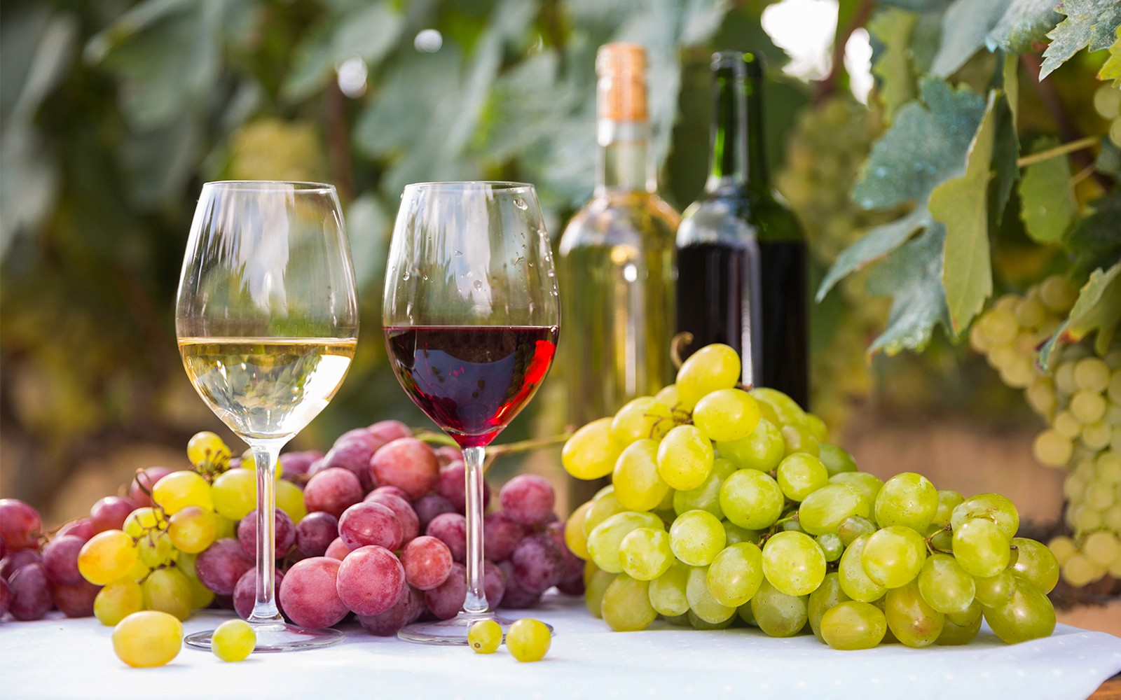 Guided Wine Tasting & Dinner Experience in Chianti — gallery 2