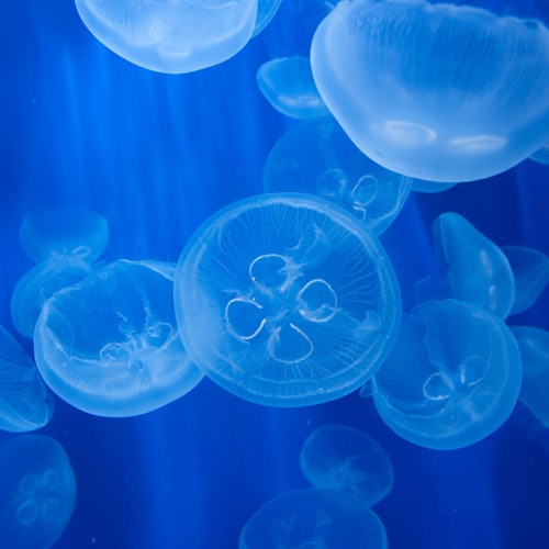 Aquarium of Genoa: Entry Ticket + Ice Cream Tasting — gallery 1