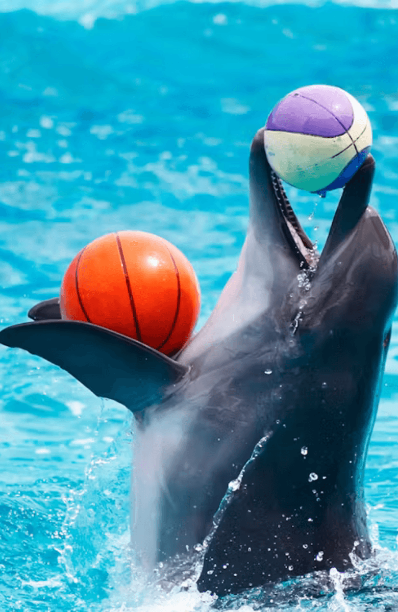 Dubai Dolphinarium: Dolphin and Seal Show — gallery 1