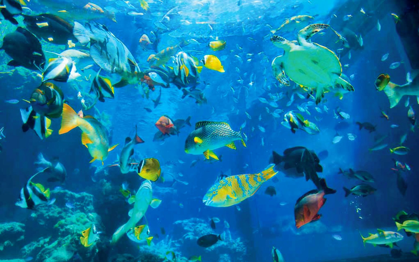 Okinawa Churaumi Aquarium: Entry Ticket