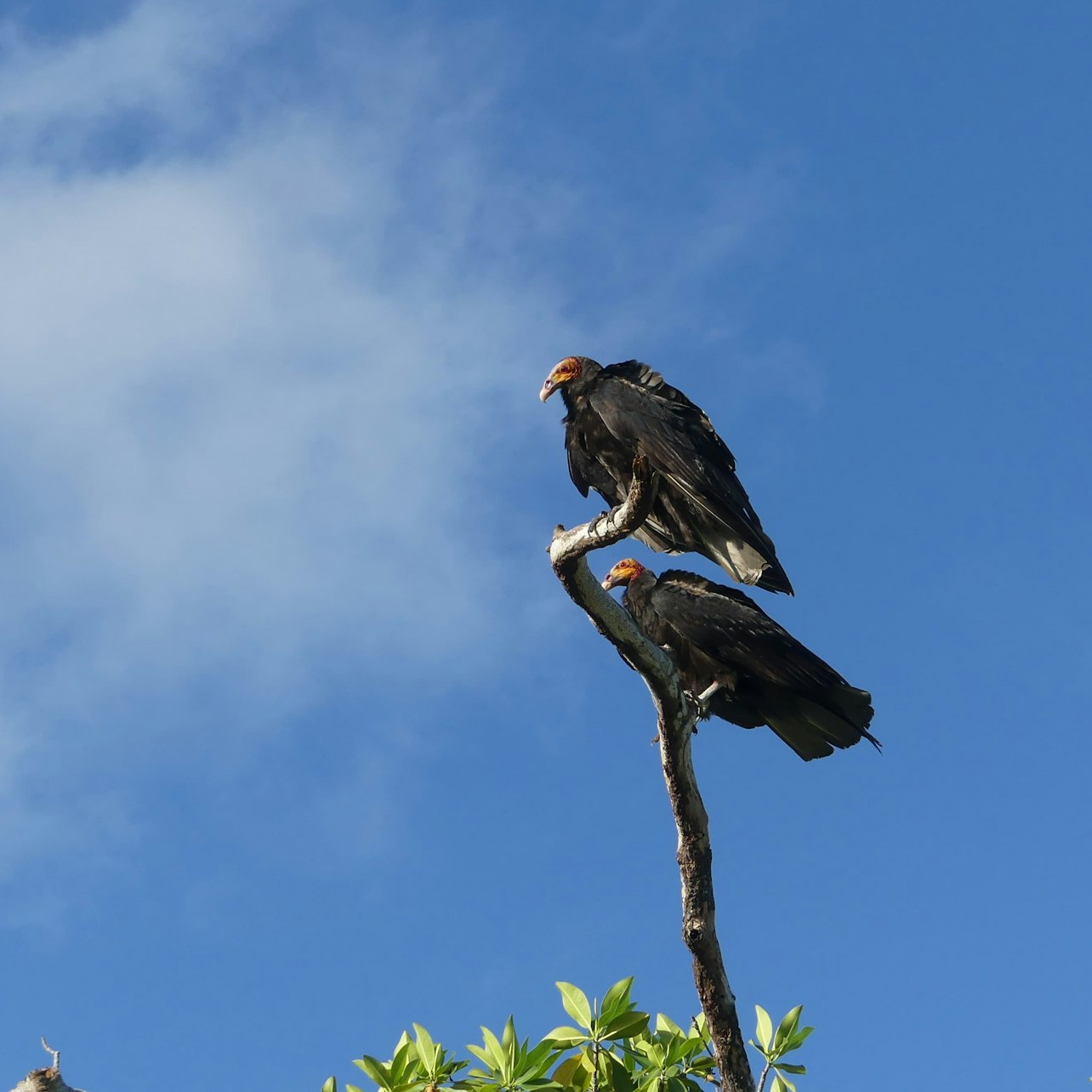 Muyil: Guided Bird Watching Tour + Breakfast + Transfer
