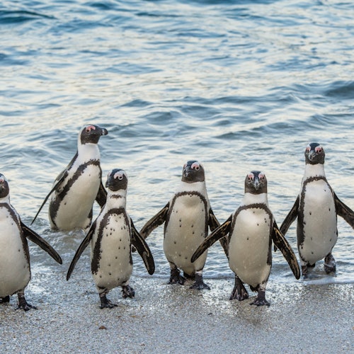 Cape of Good Hope & Boulders Beach: Small-Group Tour — gallery 1
