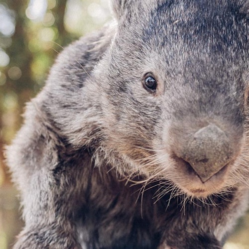 Ballarat Wildlife Park: Entry Ticket — gallery 3