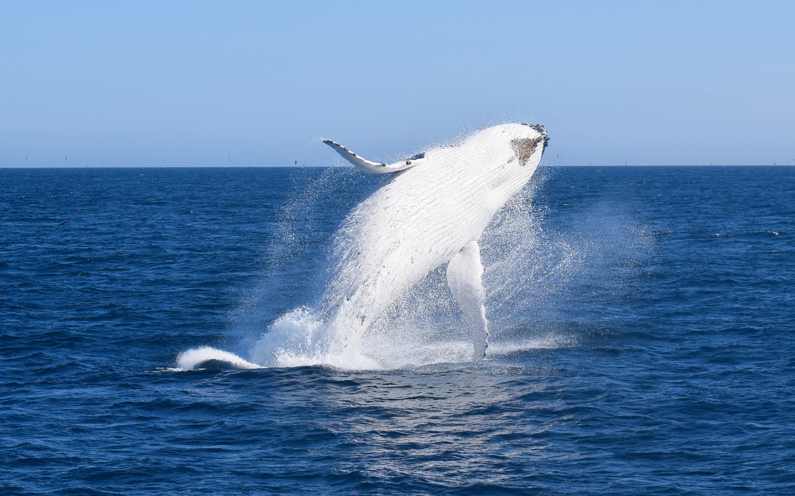 Wilsons Prom Whale Adventure Cruise with Lunch