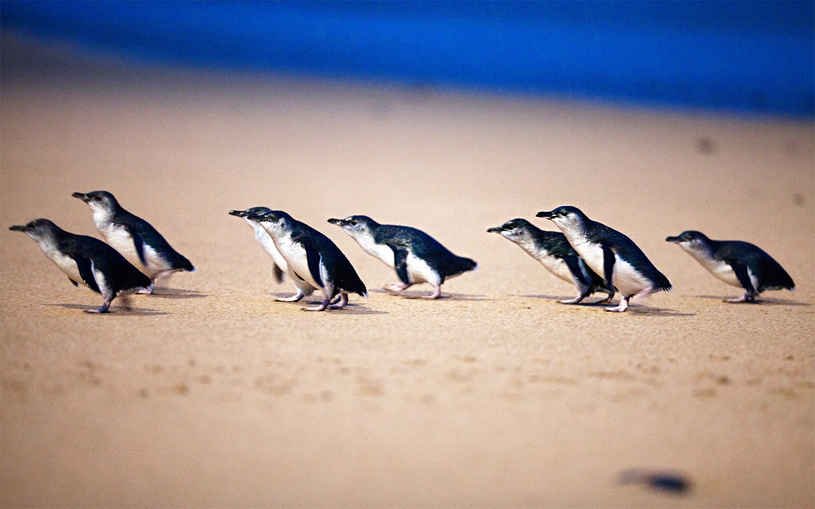Phillip Island Nature Parks Penguin Parade Tickets