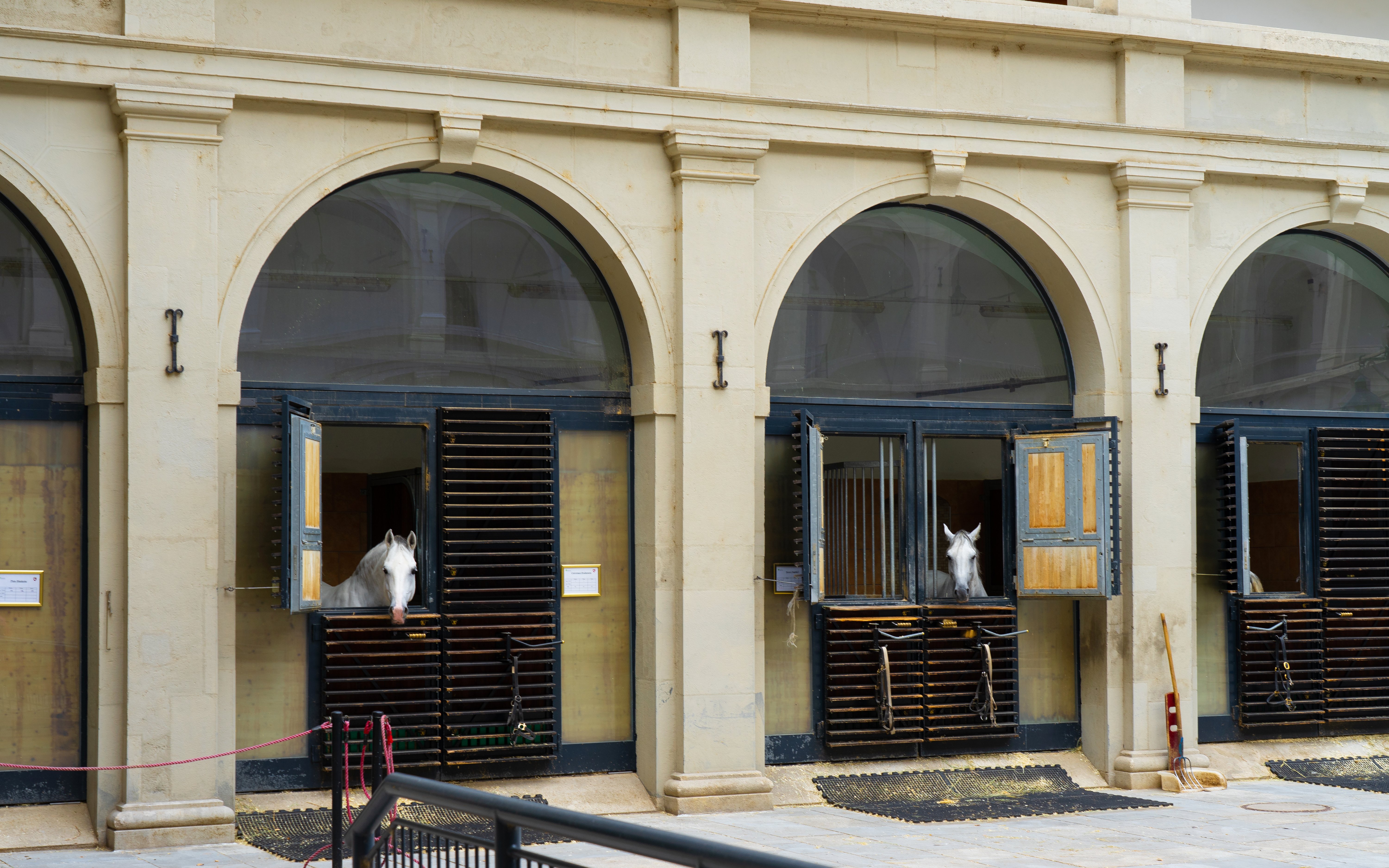 Spanish Riding School Lipizzaner Legends Guided Tour — gallery 2