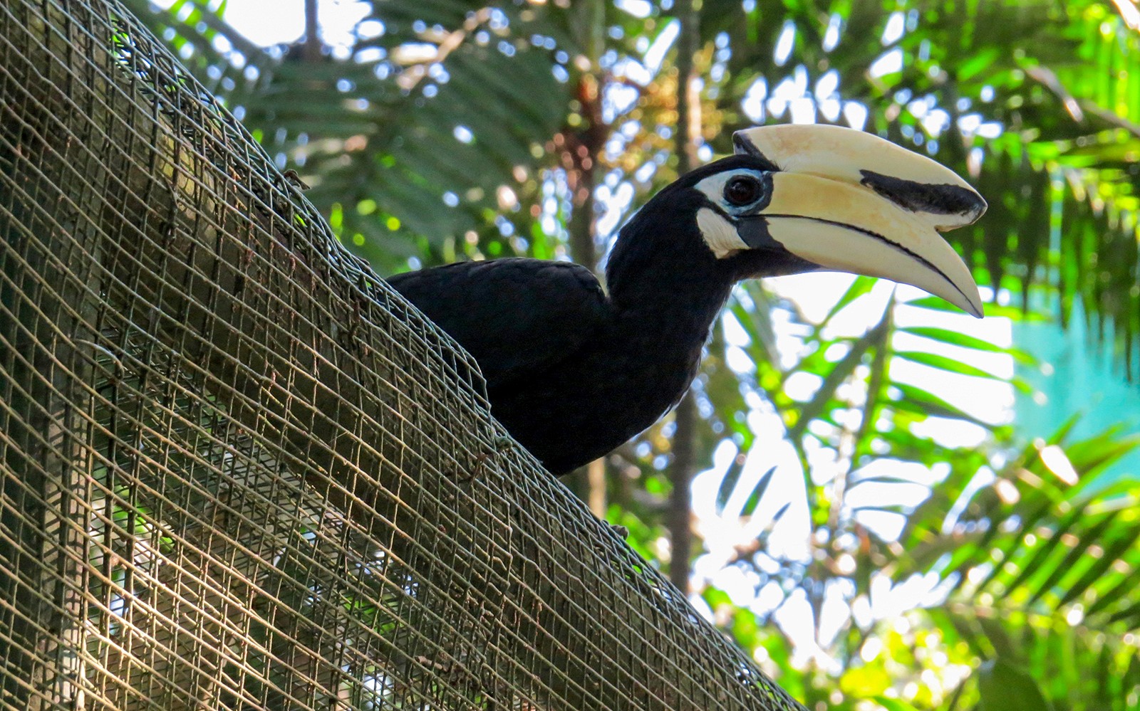 Kuala Lumpur Bird Park, Butterfly Park with Orchid and Hibiscus Garden Day Tour — gallery 4