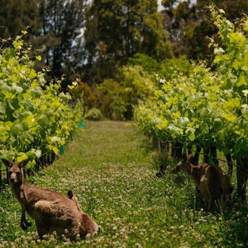 Hunter Valley: Guided Wine Tour + Tastings + Lunch + Transfers — gallery 1
