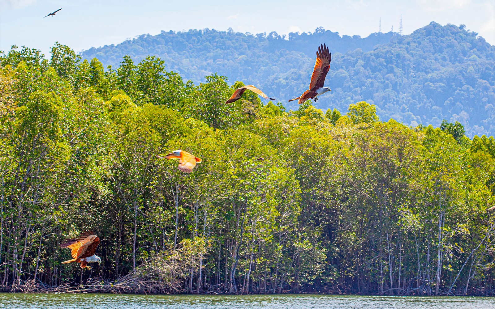 Langkawi Mangrove Tour