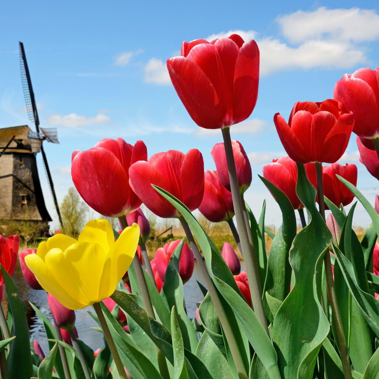 Keukenhof: Entry + Bus from A'dam Tower — gallery 1