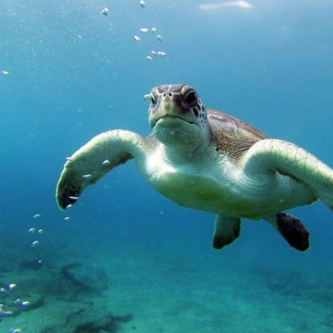 Tenerife: Guided Kayking & Snorkeling Tour