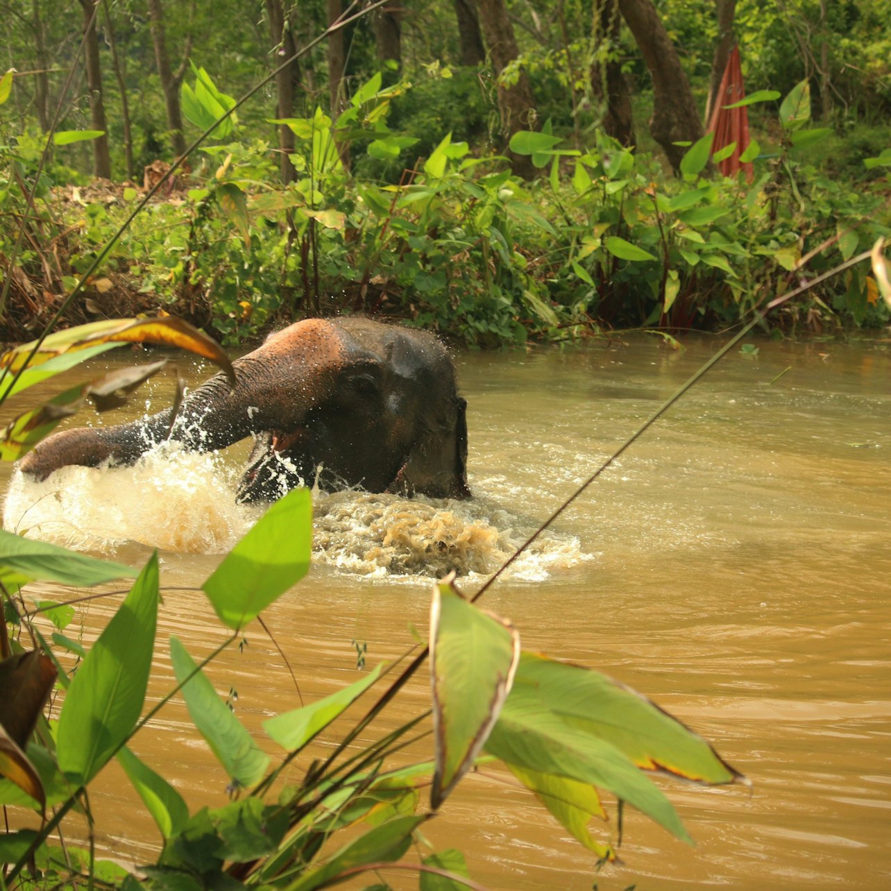 Hidden Forest Elephant Reserve: Guided Tour + Roundtrip Transport
