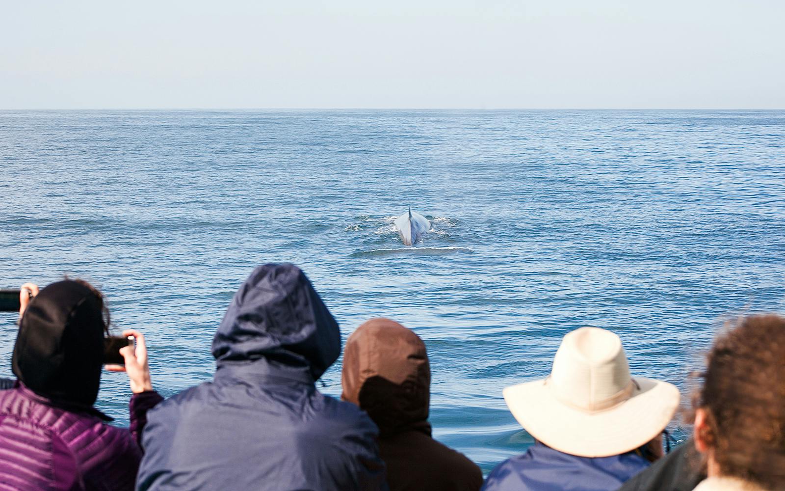 Long Beach Whale Watching and Dolphin Tour